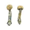 Albino Treasure Coast Magic Mushrooms – Premium Psychedelic Experience