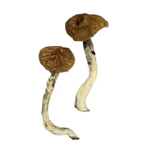 Dancing Tiger Magic Mushrooms – Explore Psychedelic Bliss