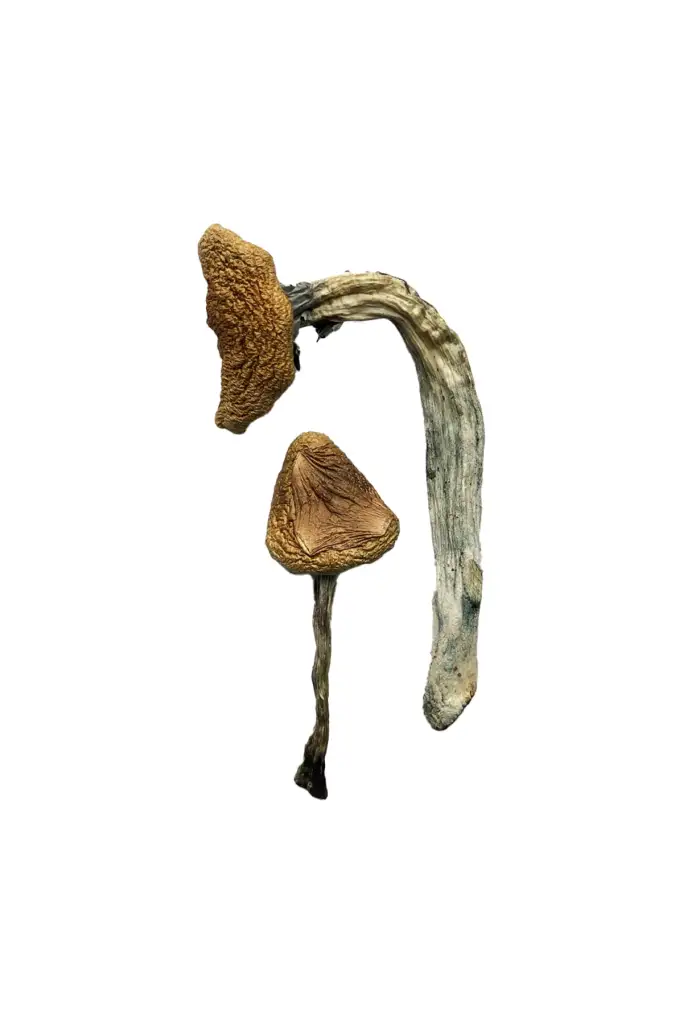 Jedi-Mind-Fuck-Magic-Mushrooms Jedi Mind Fuck Magic Mushrooms