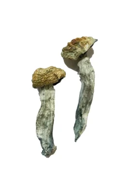 Mazatapec Mushrooms
