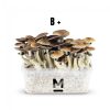 Magic Mushroom Grow Kit B by Mondo Online