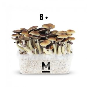 Mushroom Grow Kits