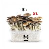Magic Mushroom Grow Kit PES Amazonian XL by Mondo®