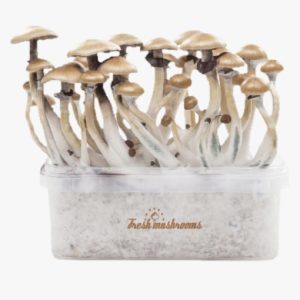 Magic Mushroom Grow Kits 5 package deal by FreshMushrooms®
