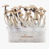 Magic mushroom grow kit Golden Teacher XP by FreshMushrooms®